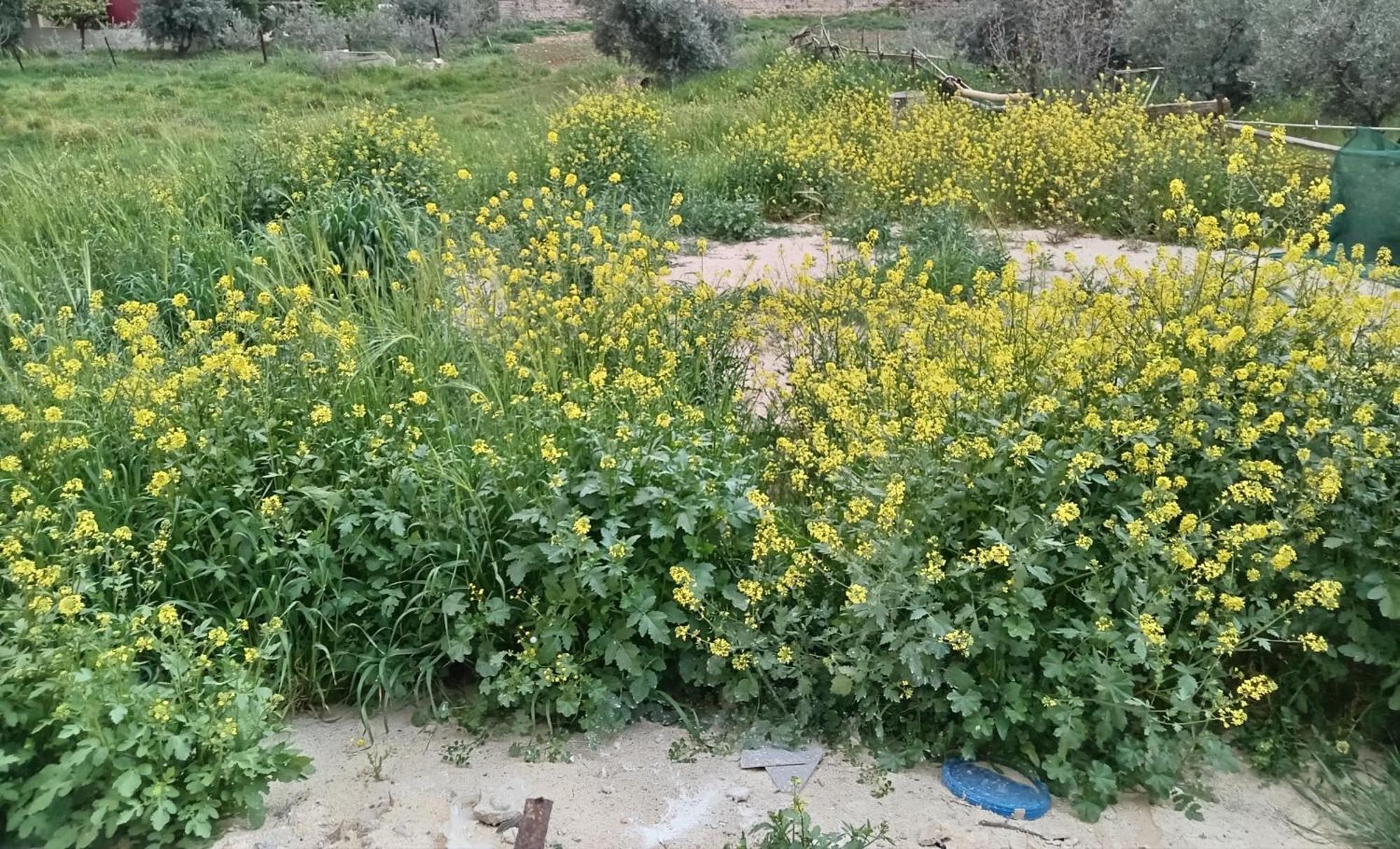 Emile Altwal Madaba Hotel Exterior foto